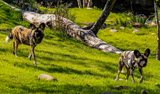 Painted Dog Valley
