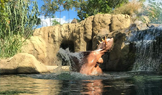 HIPPO COVE HABITAT AT CINCINNATI ZOO AND BOTANICAL GARDEN.