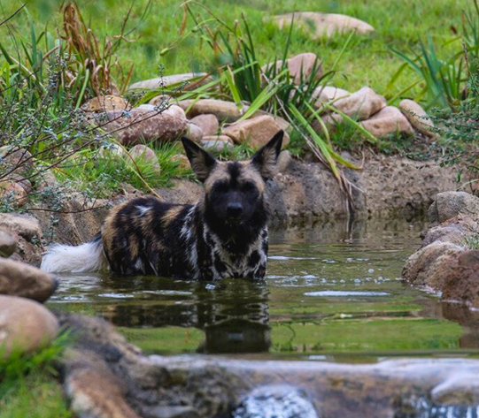 Painted Dog Valley